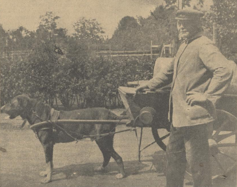 Bertinus Buitenhuis met zijn trouwe viervoeter in 1929